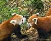 red panda